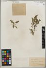 Foto von Salix kitaibeliana Willd.